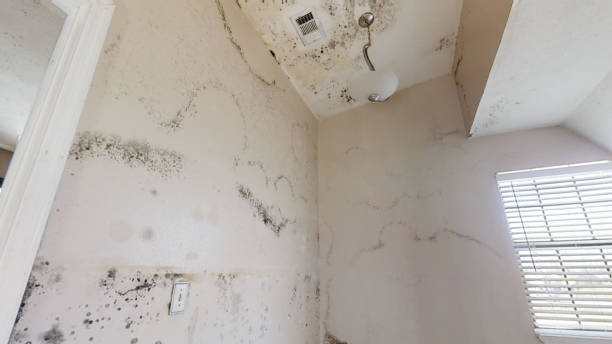 Best Mold Remediation for Healthcare Facilities  in Eden Prairie, MN