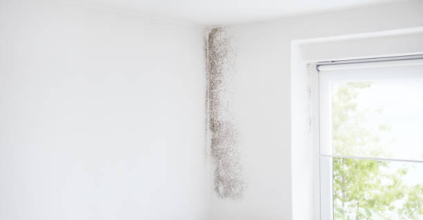 Professional Mold Removal in Eden Prairie, MN