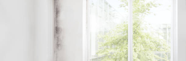 Best HVAC Mold Inspection and Cleaning  in Eden Prairie, MN