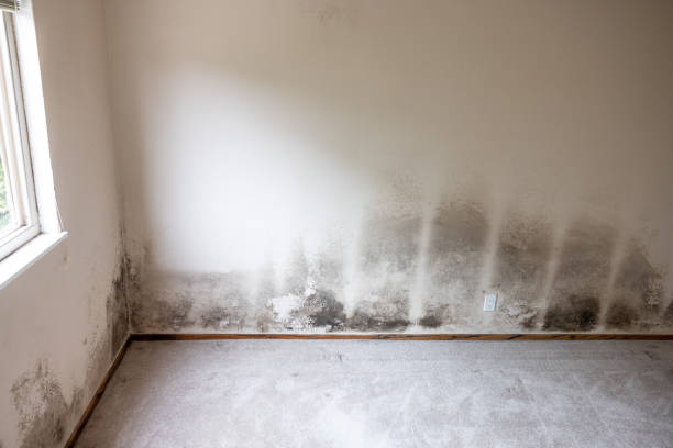 Best Mold-Related Health Consultation  in Eden Prairie, MN