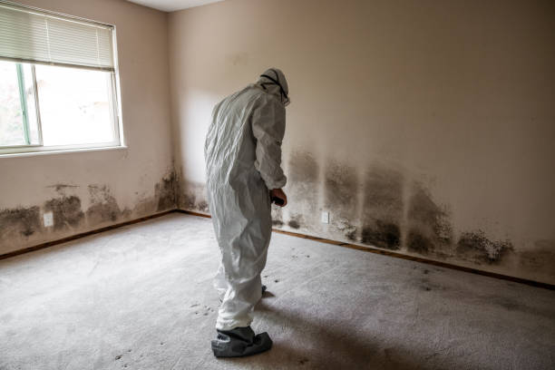 Best Commercial Mold Inspection  in Eden Prairie, MN