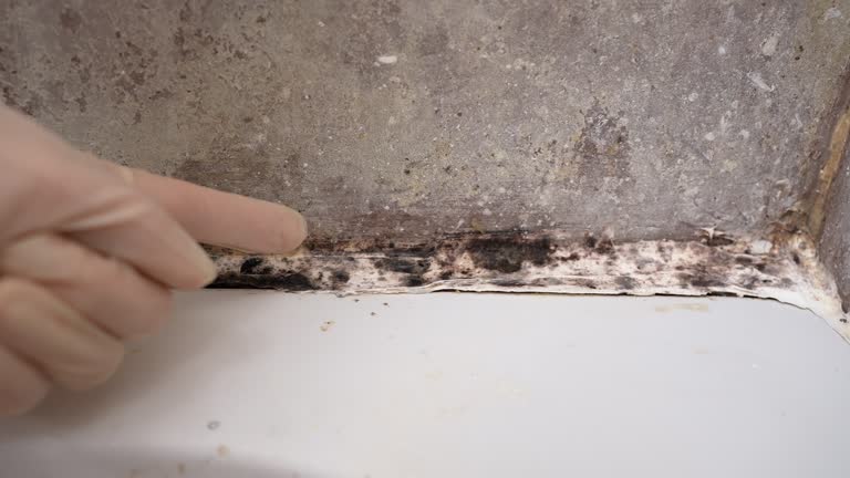 Best Asbestos and Lead Testing During Mold Inspection  in Eden Prairie, MN
