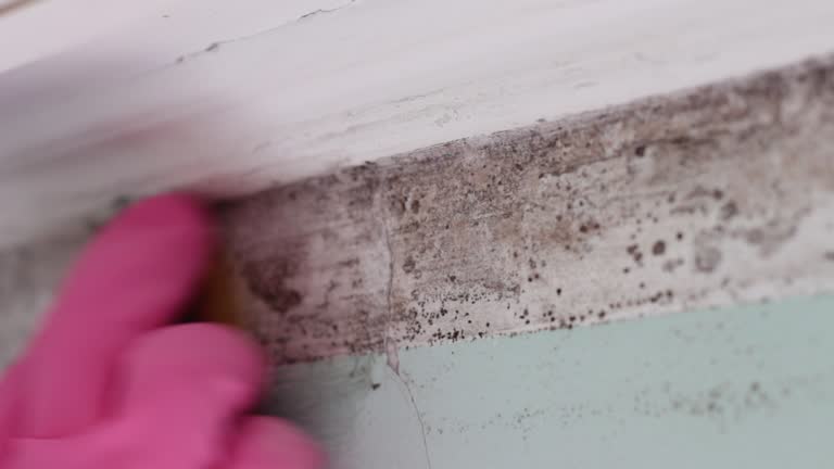 Best Environmental Consulting for Mold Prevention  in Eden Prairie, MN